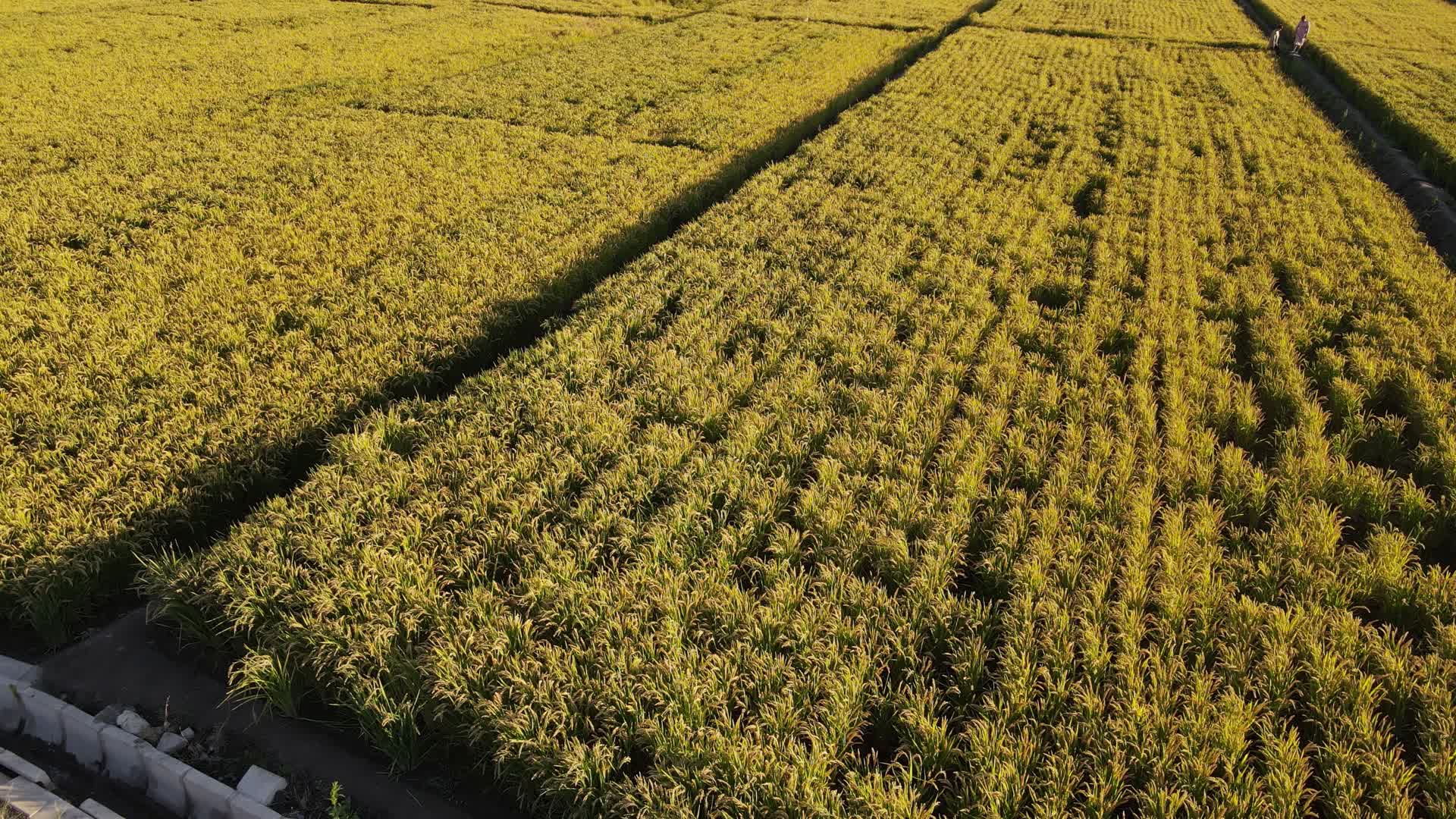 秋天稻田小麦熟了航拍视频的预览图