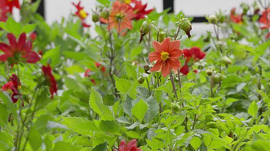 夏天花池里的红色大丽菊大理花视频的预览图