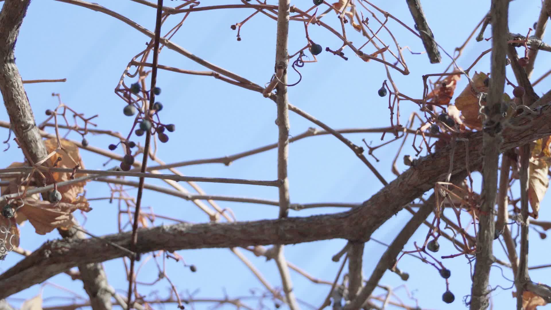 蓝天下的枯萎野葡萄秧苗视频的预览图
