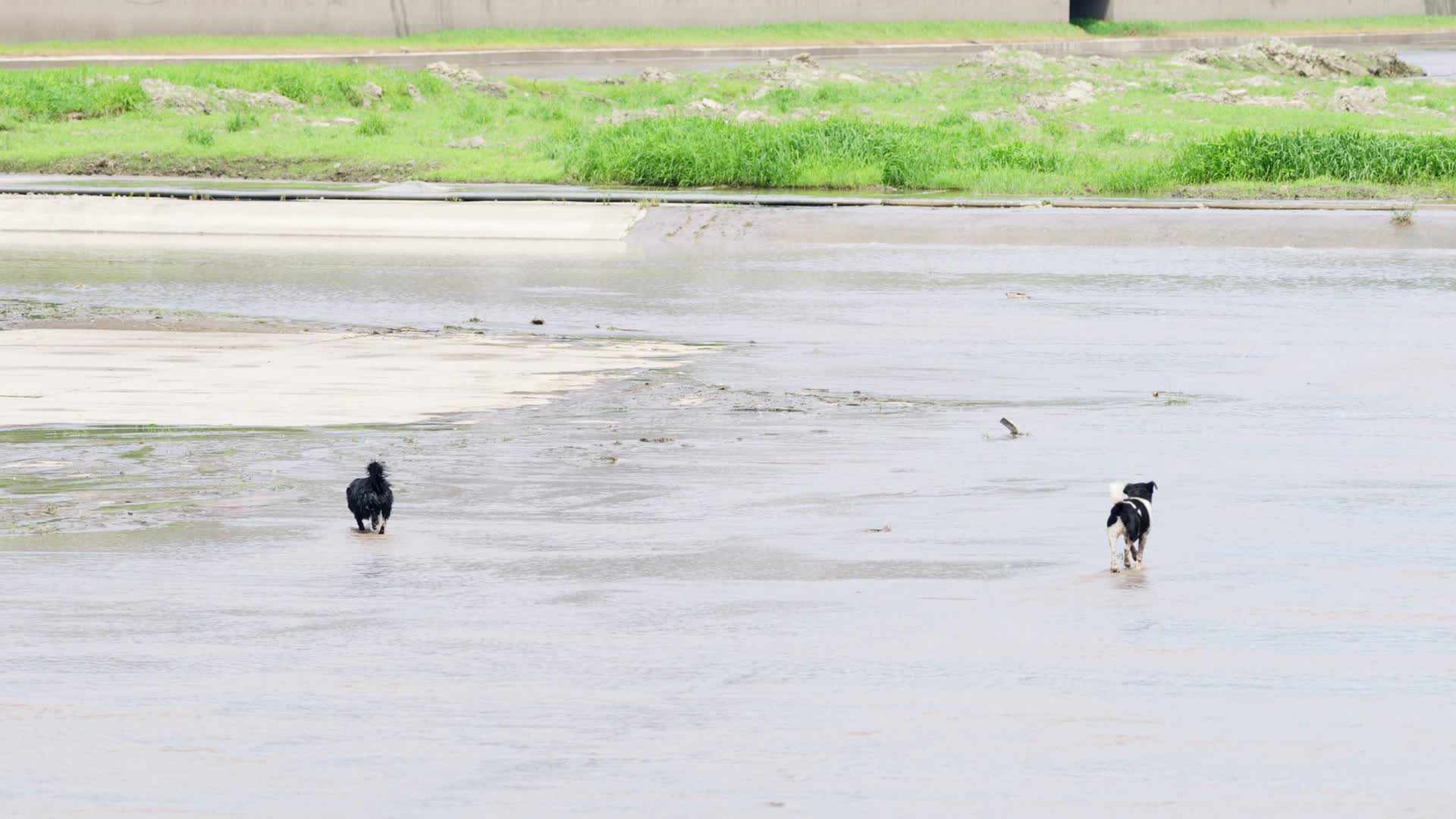 两只小狗在河床河道里奔跑视频的预览图