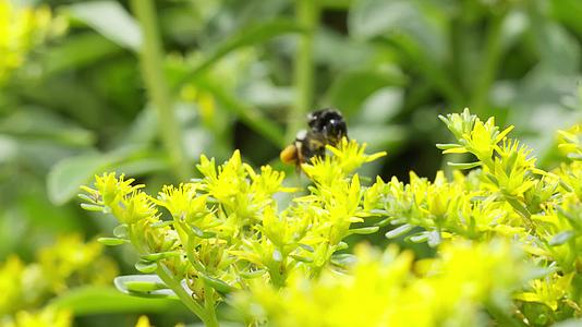 花丛中飞舞的蜜蜂4K实拍视频的预览图