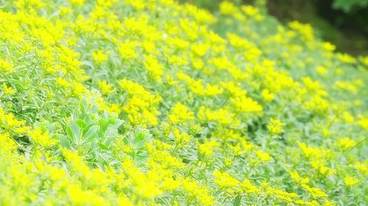 夏天温暖唯美柔光黄色花丛实拍视频的预览图