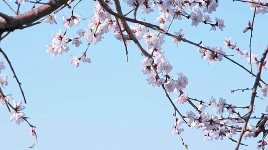 蓝天下的粉色樱花蜜蜂采蜜视频的预览图