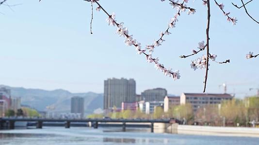 春天河道的粉色樱花与城市背景视频的预览图