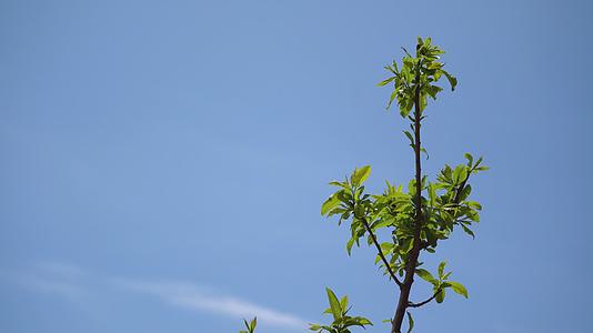 蓝天下的绿叶树叶高清特写镜头视频的预览图