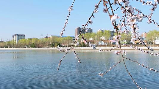 春天河边的樱花与远方的城市视频的预览图
