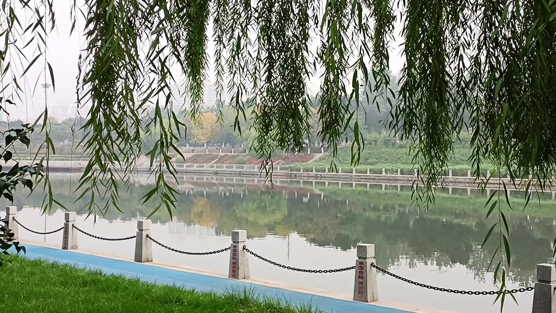 河边垂柳视频的预览图