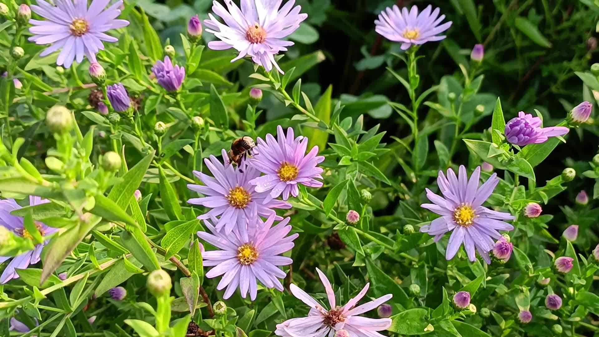 盛开的紫菊视频的预览图