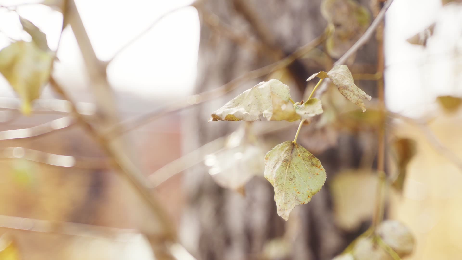 阳光中被风吹动的残破秋叶视频的预览图