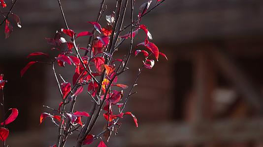 秋天阳光下的红叶迎风飞舞视频的预览图