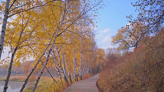 秋天晨光中的金色桦树林木桥视频的预览图