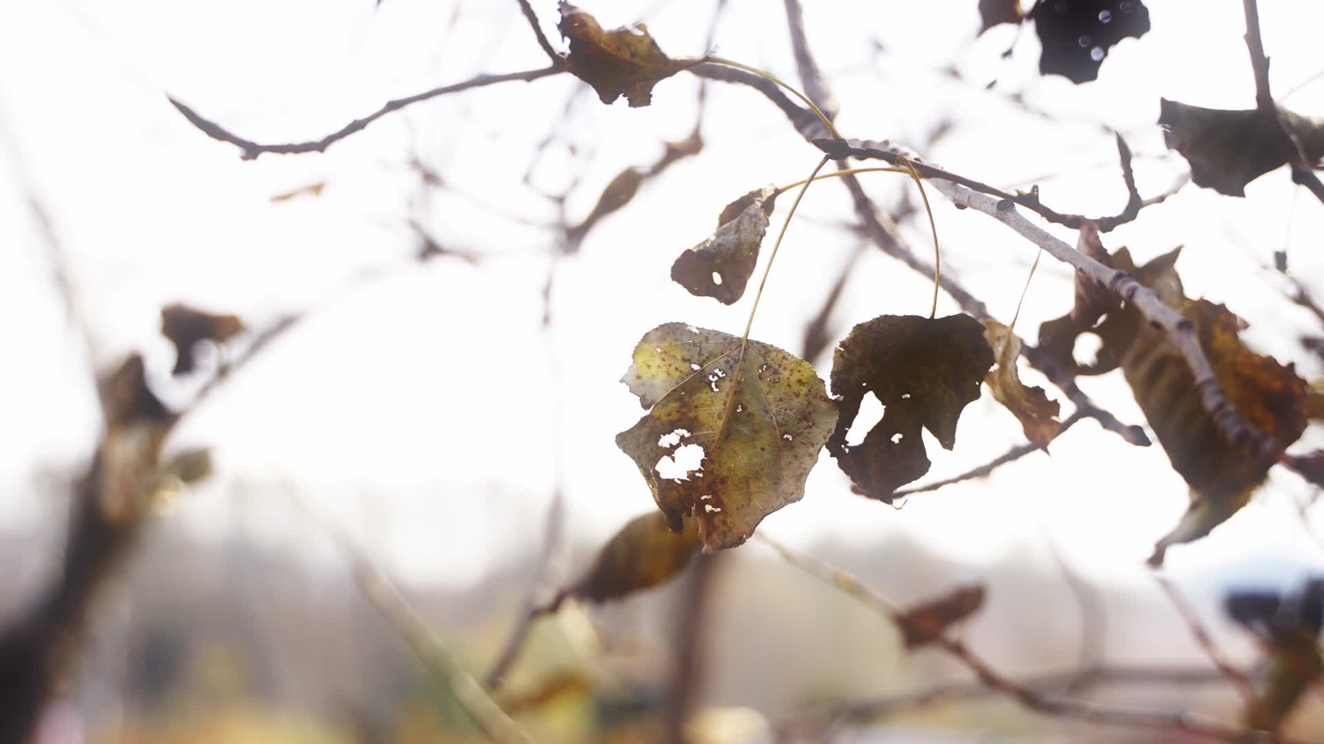秋天逆光中的残破树叶视频的预览图