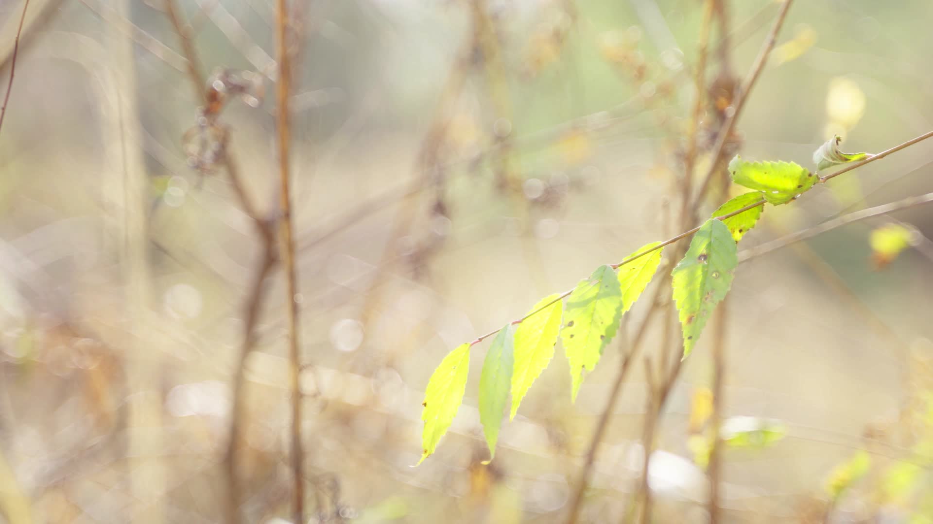 秋风吹动的叶子4K50帧实拍视频的预览图