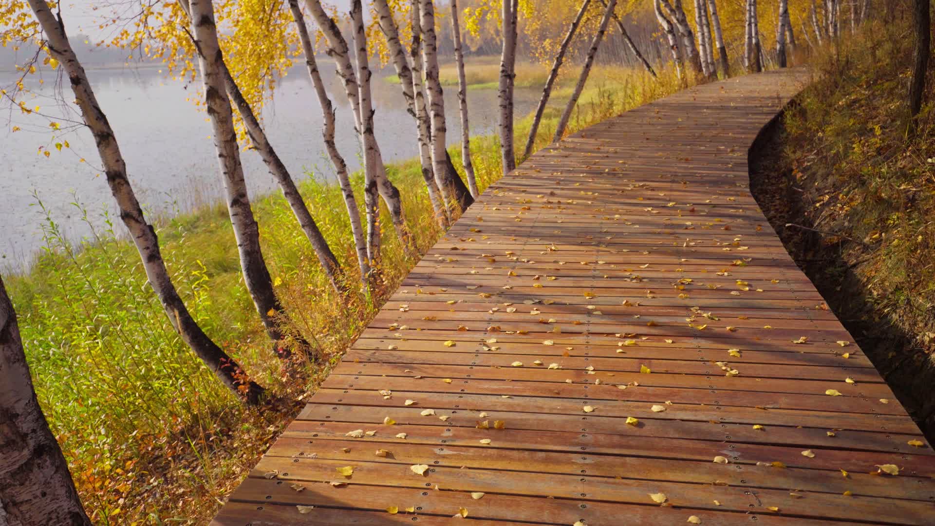 秋天光影中的金色桦树林廊道视频的预览图