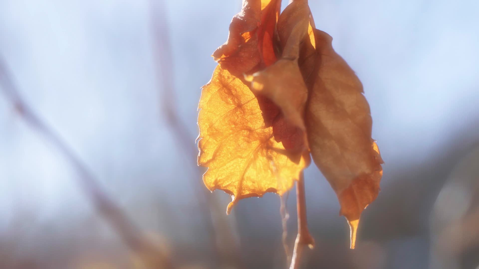 冬季逆光下的残叶金色光芒视频的预览图