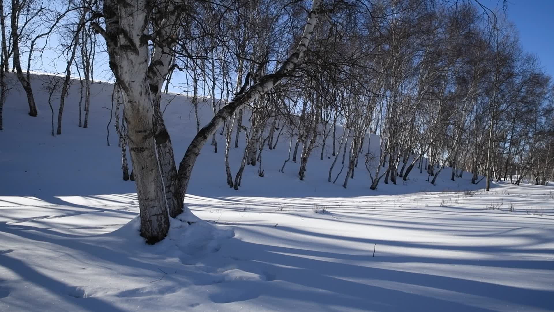 冬天雪地白桦树与树影横移镜头视频的预览图