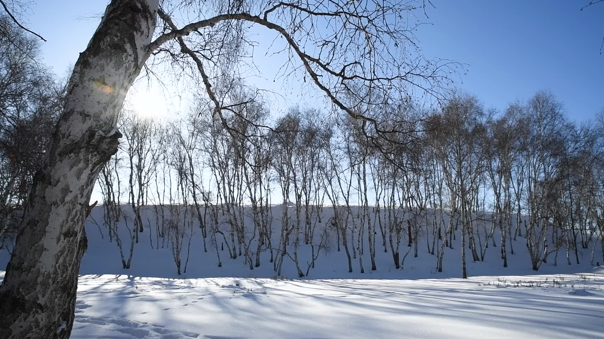 冬天雪地与白桦树与太阳视频的预览图