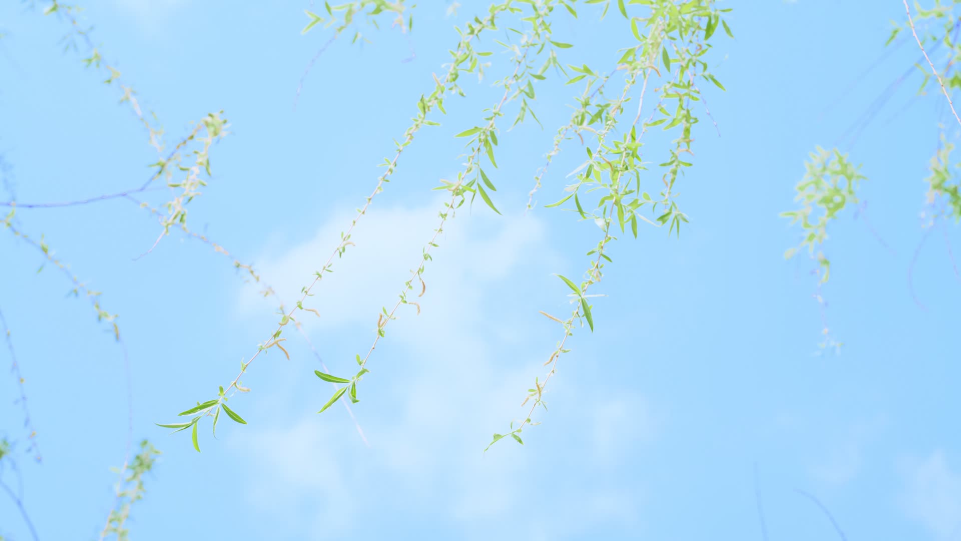 初夏微风吹动蓝天下的新芽嫩柳视频的预览图