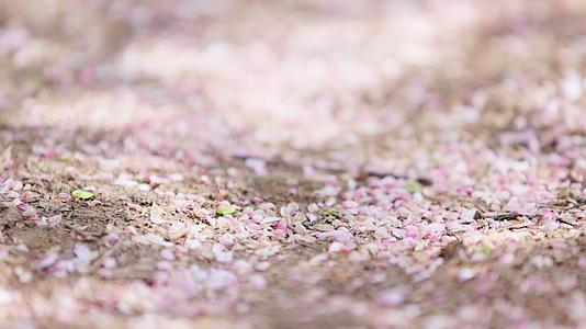 光影中掉落在土地上的粉色桃花叶子特写空镜视频的预览图