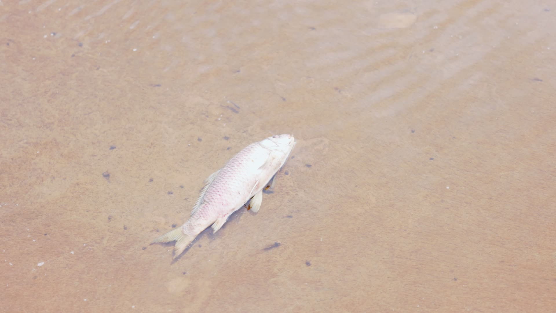 河道河流中一条死亡的鲤鱼鲫鱼视频的预览图
