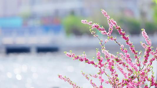 河堤旁被风吹动的粉色山桃花视频的预览图