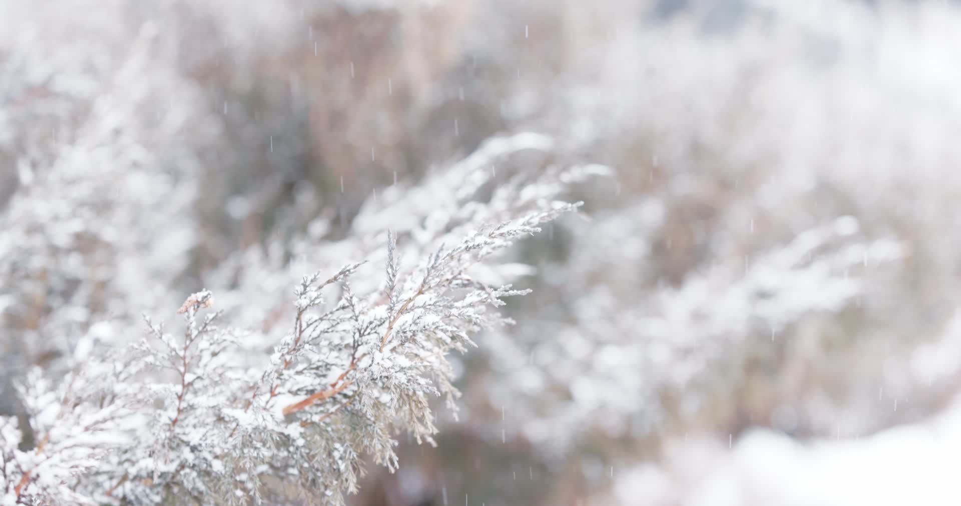 冬天下雪大雪中的野草植物视频的预览图