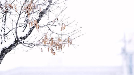 冬天梧桐树大雪纷飞4K60帧实拍视频的预览图