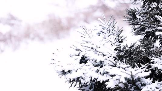 冬天大雪纷飞中的松树视频的预览图