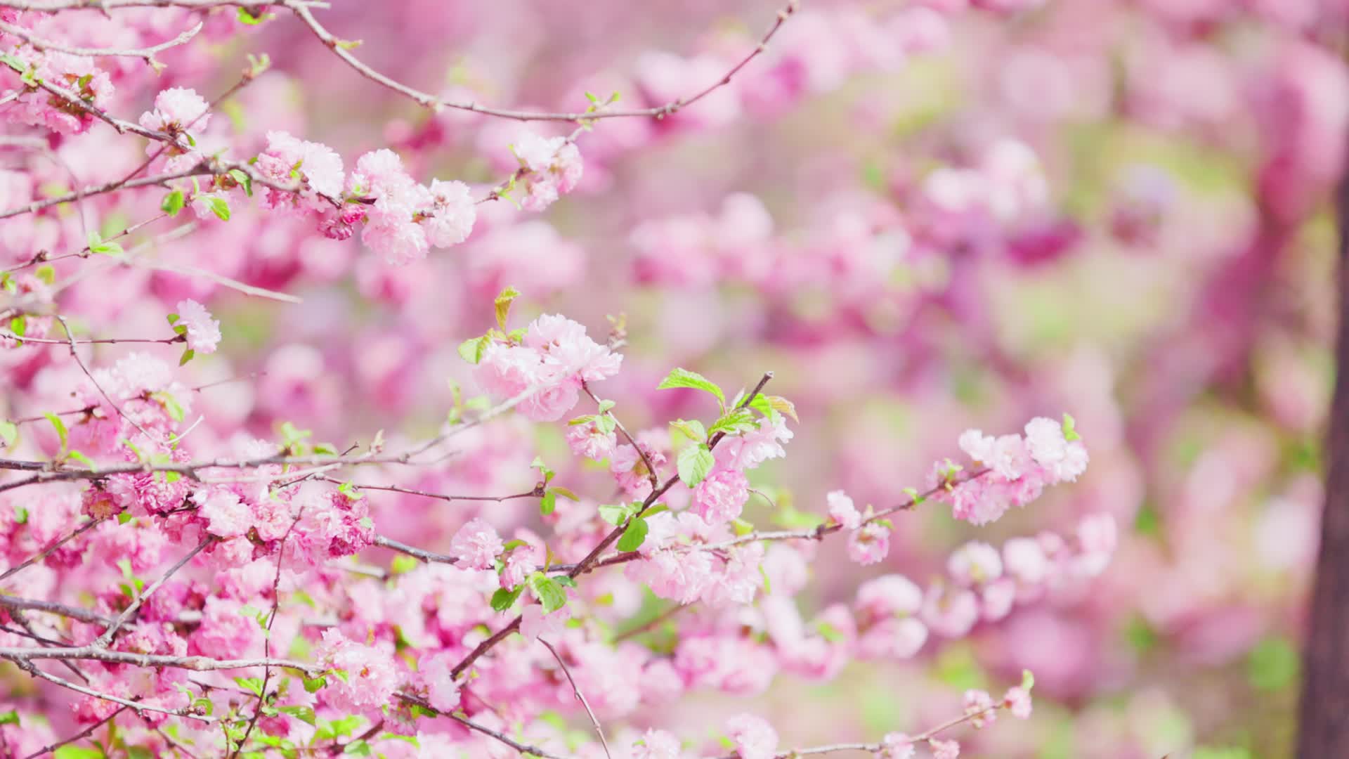 大片粉色的山桃花唯美特写镜头视频的预览图