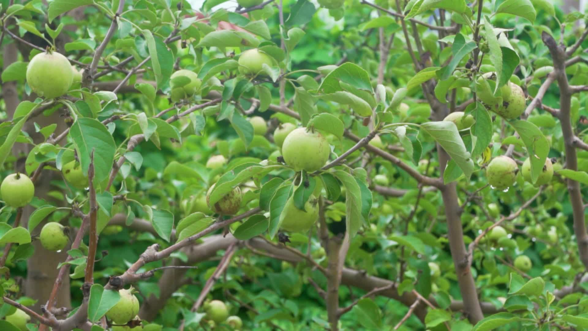 夏天未成熟的小苹果与果树视频的预览图