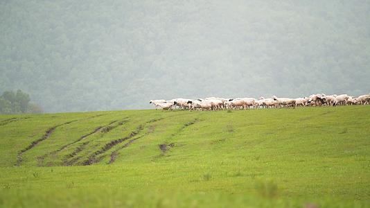 草原上放牧的羊群吃草的羊群视频的预览图