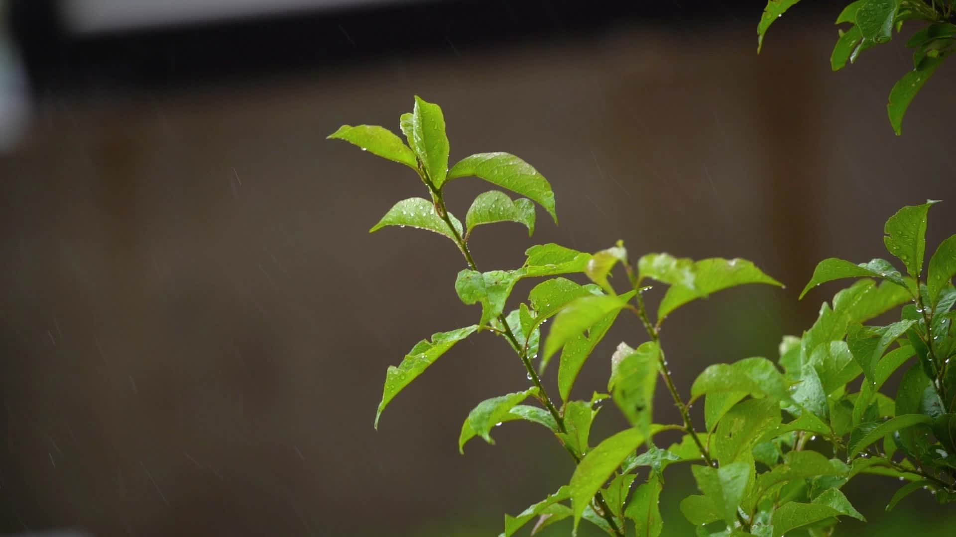 高清50帧慢动作雨天绿叶雨水视频的预览图