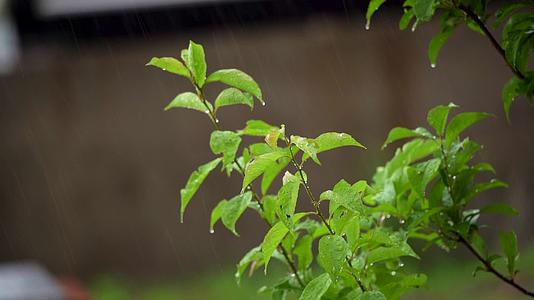 下雨天雨水洒落绿叶雨珠唯美慢镜头视频的预览图
