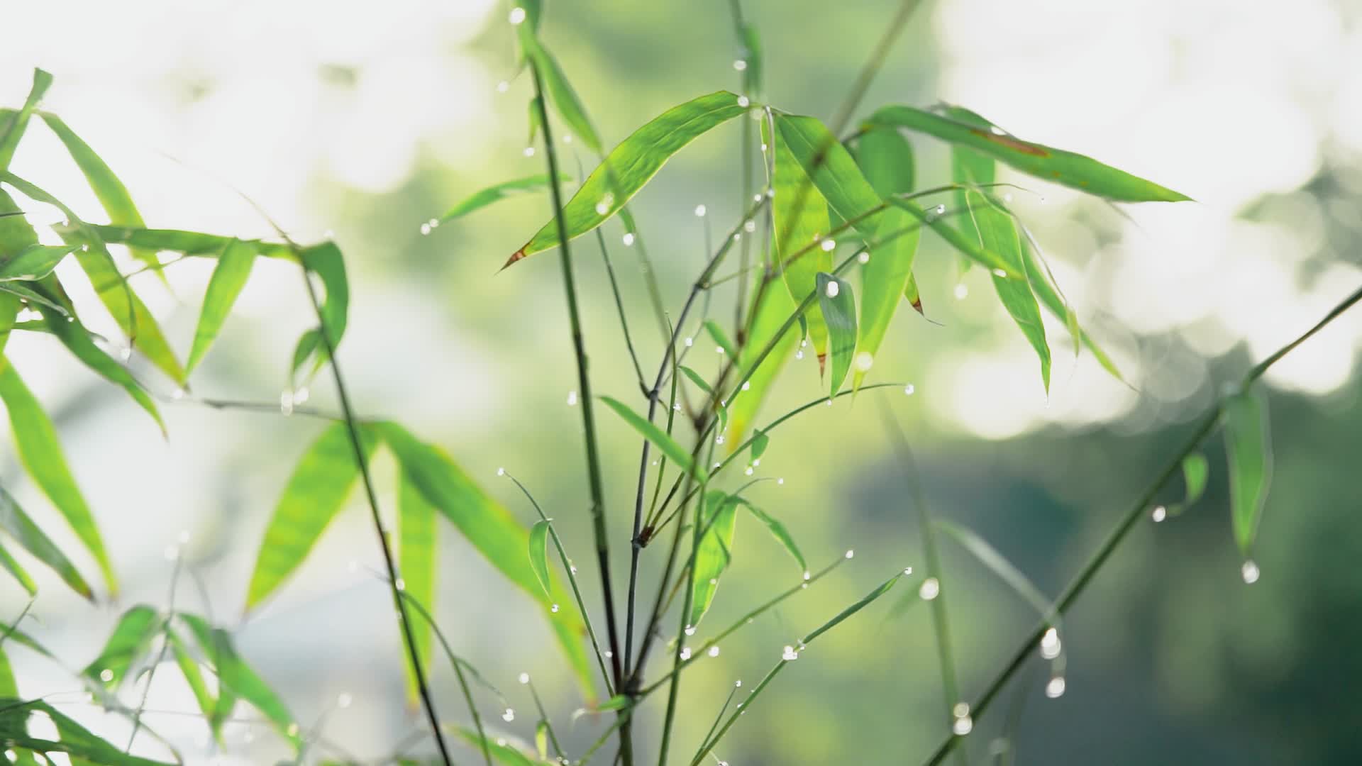 4K实拍春天春雨水珠落在竹叶实拍视频视频的预览图