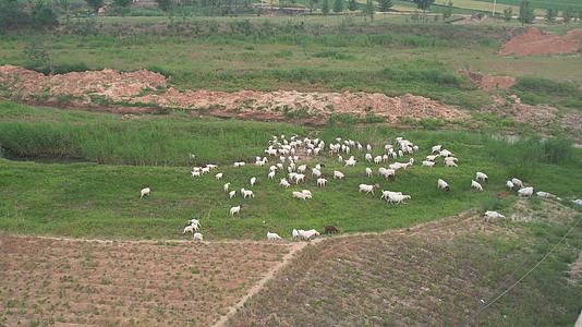 山羊绵羊羊群吃草山羊群放羊视频的预览图