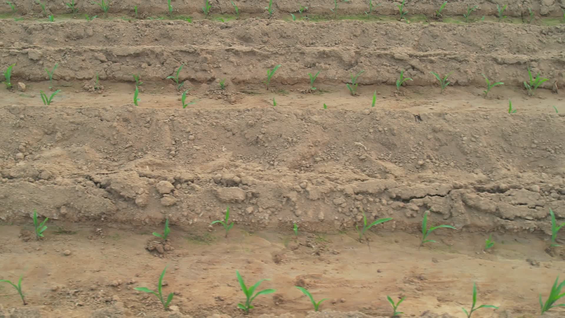 玉米玉米苗棒子苗三农农业玉米苗期视频的预览图