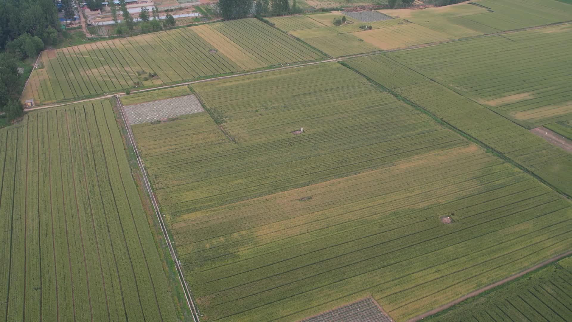 小麦麦田丰收麦浪青麦小麦生长视频的预览图