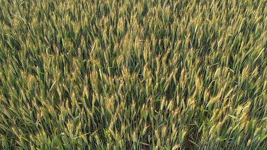小麦麦田丰收麦浪青麦小麦生长视频的预览图