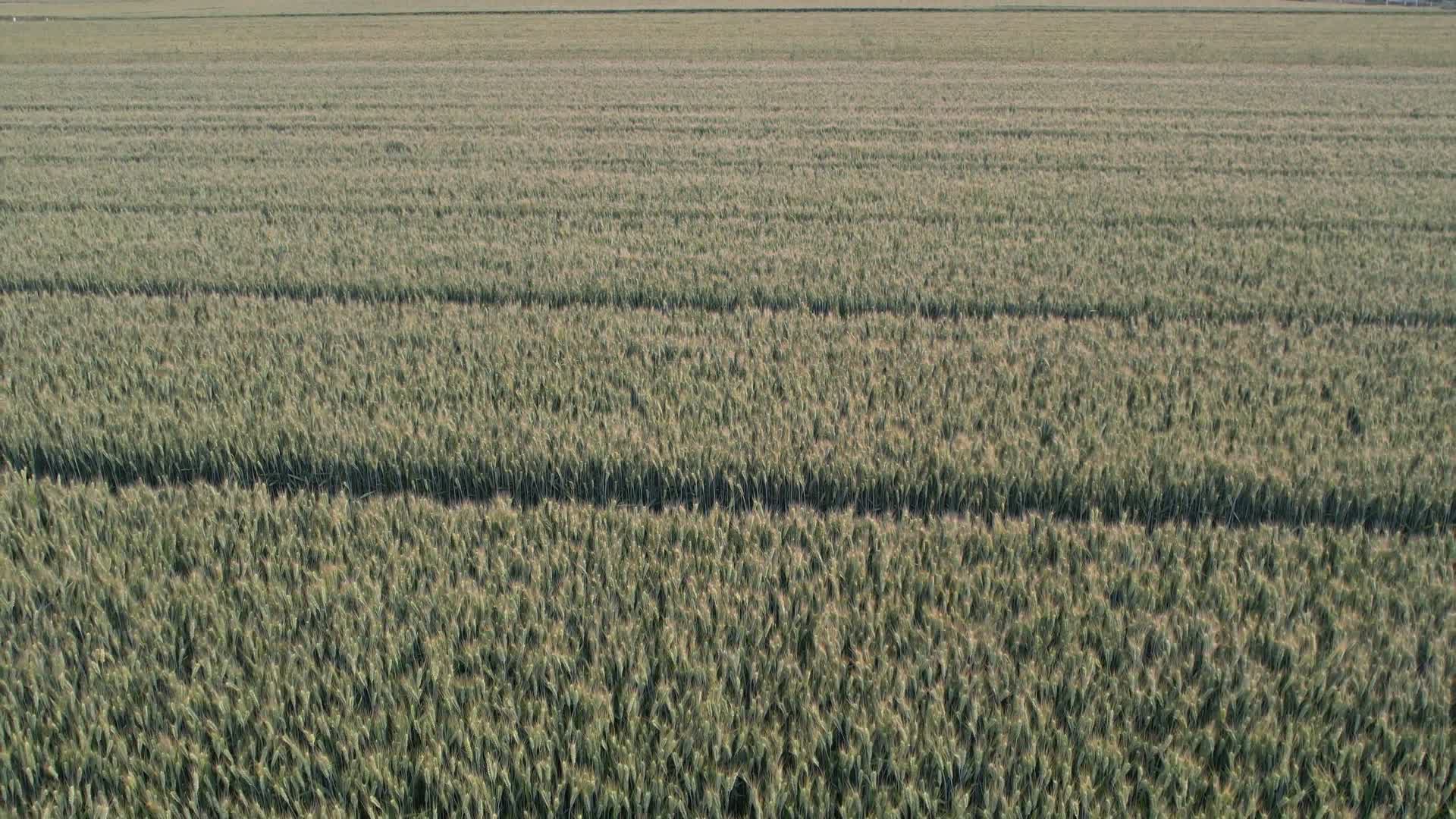 小麦4k麦田田园丰收麦子乡村田园麦穗视频的预览图