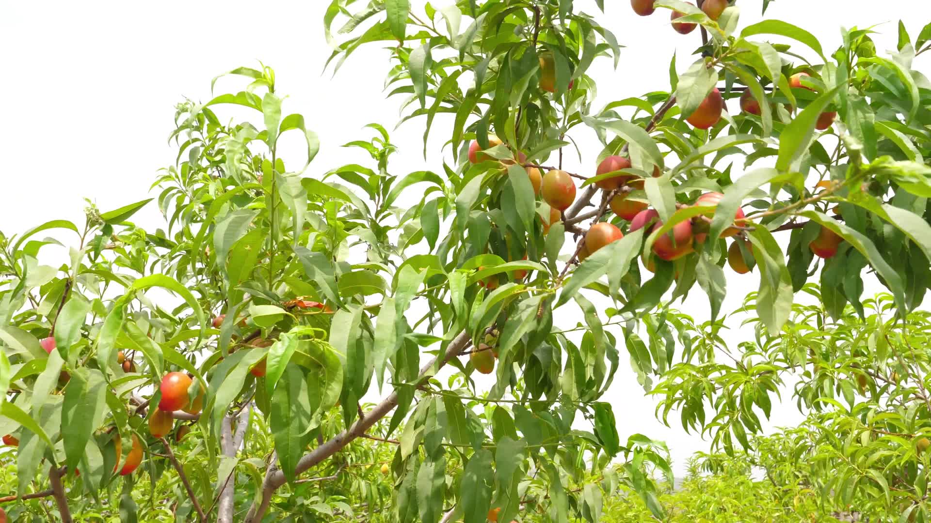 果园油桃毛桃桃子桃树水果视频的预览图