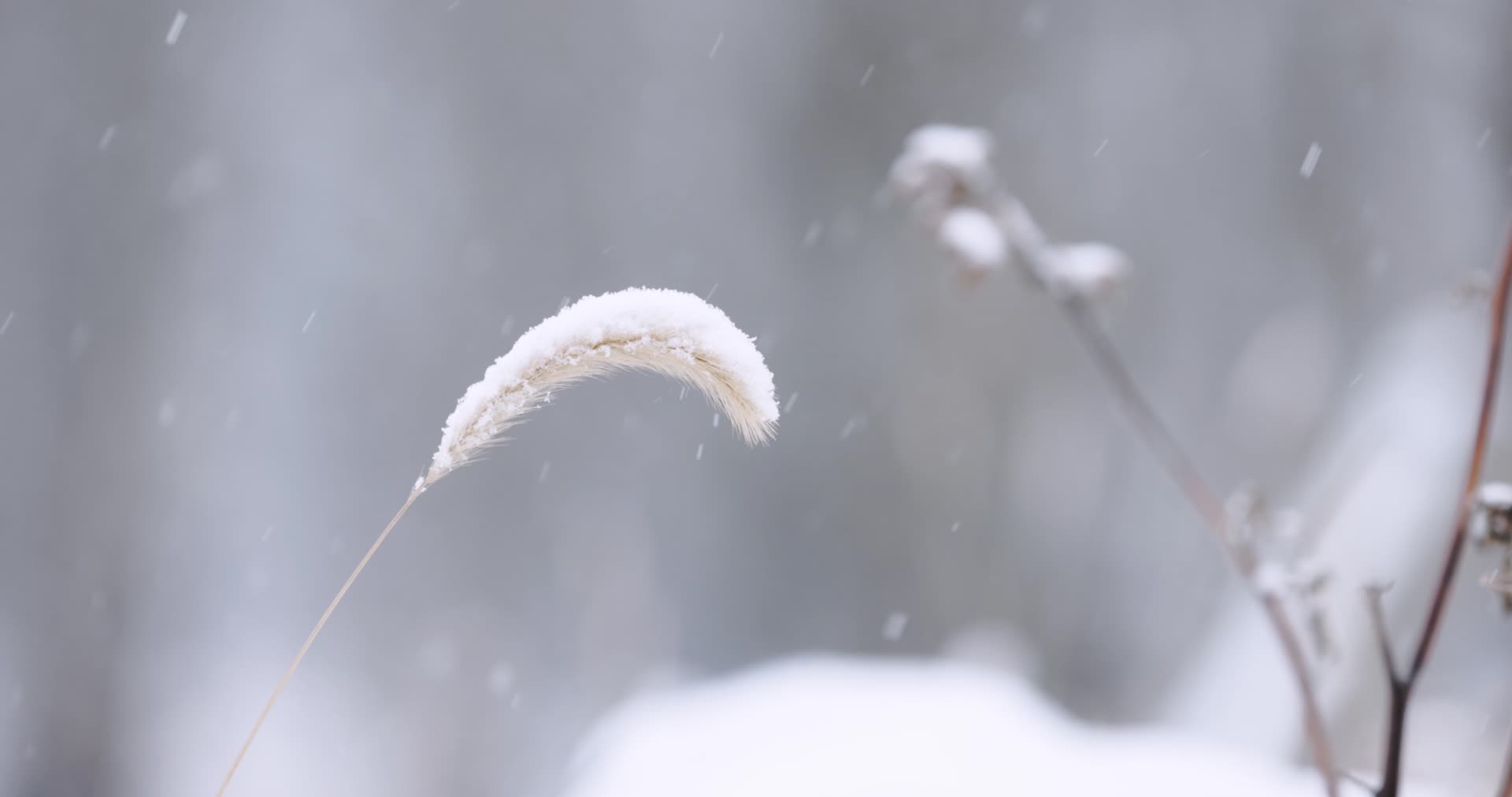 冬天大雪中的狗尾巴草视频的预览图
