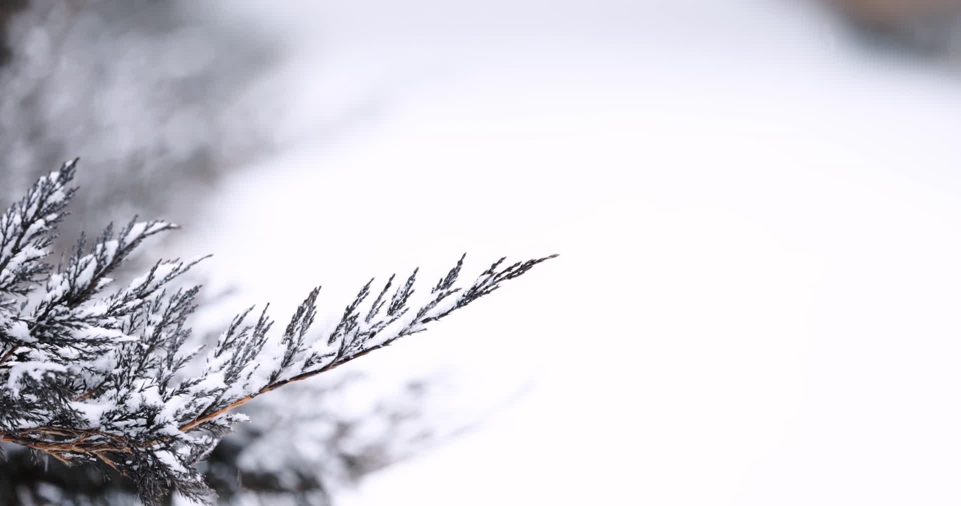 北方冬天大雪中的植被特写空镜视频的预览图