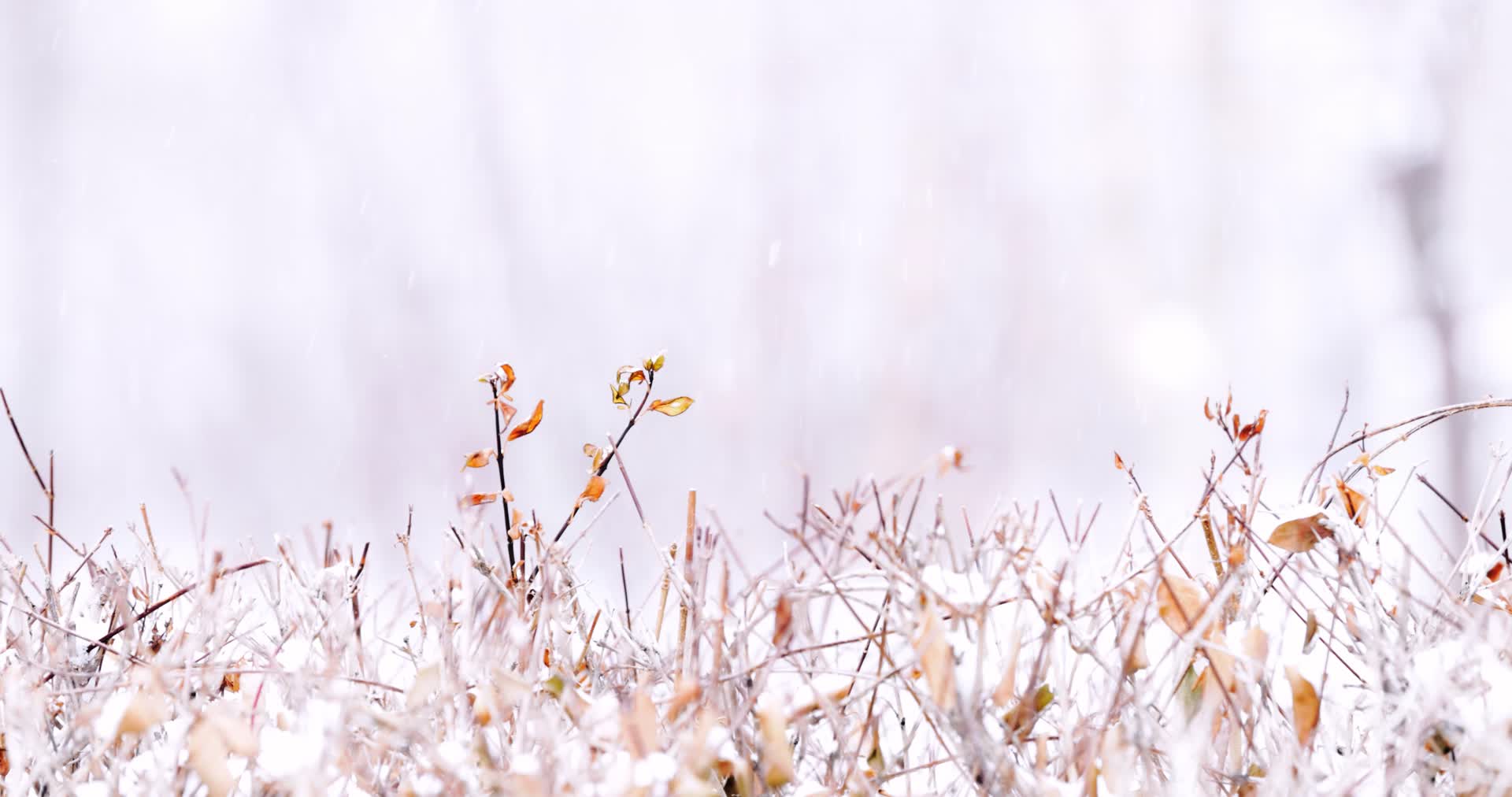 冬天大雪中的枯草横移镜头视频的预览图