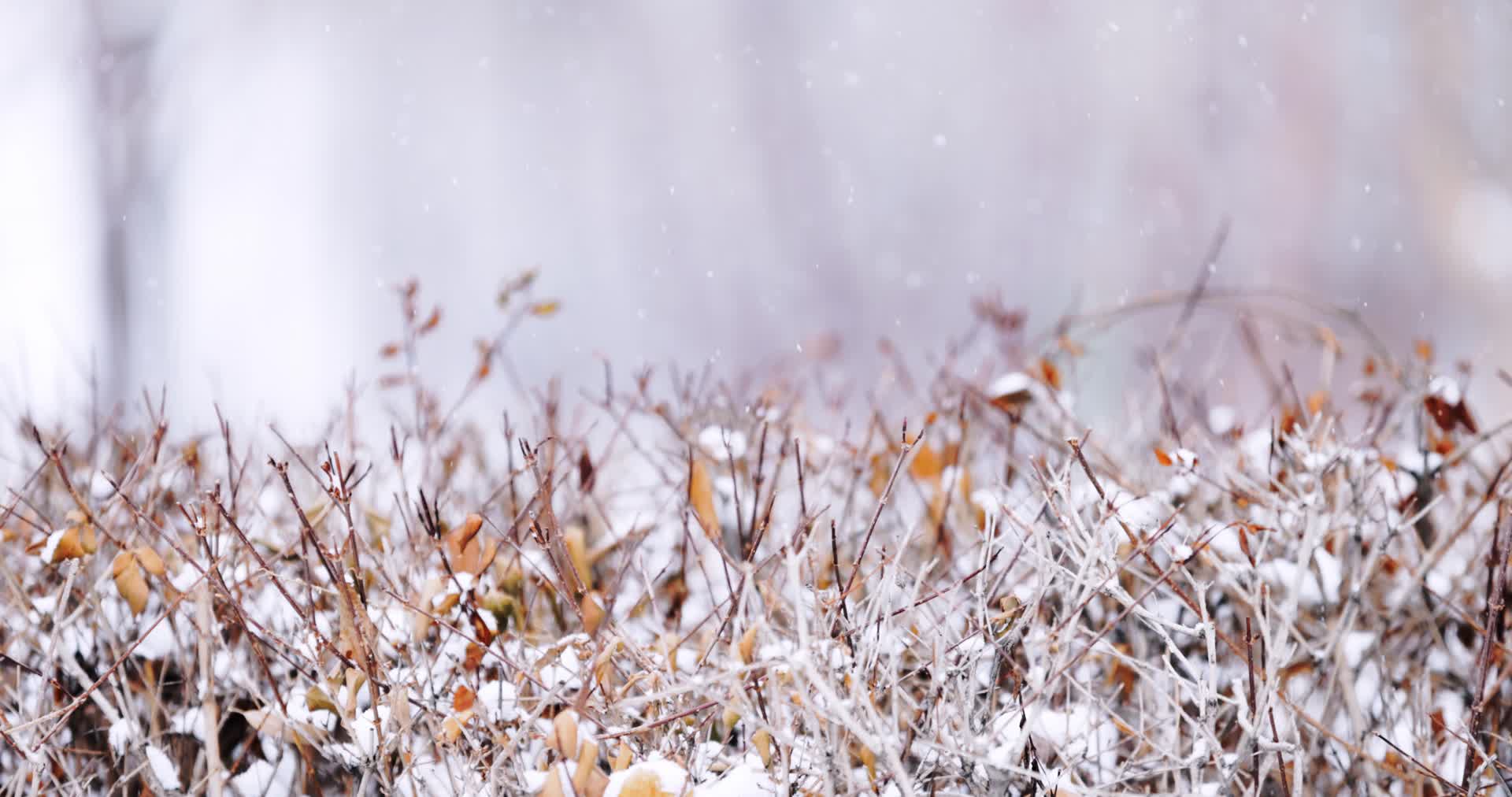 冬天大雪中的枯枝野草特写镜头视频的预览图