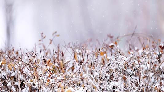 冬天大雪中的枯枝野草特写镜头视频的预览图