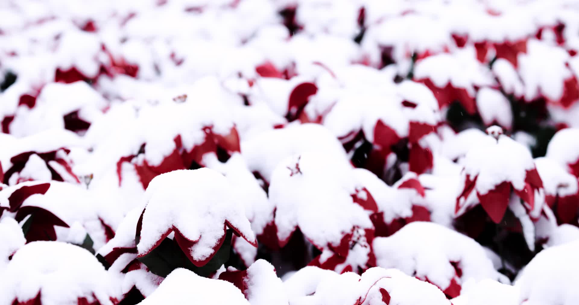 冬天大雪中被覆盖的红色花卉视频的预览图
