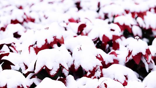 冬天大雪中被覆盖的红色花卉视频的预览图
