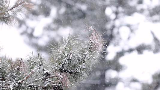 冬天户外大雪中的松树视频的预览图