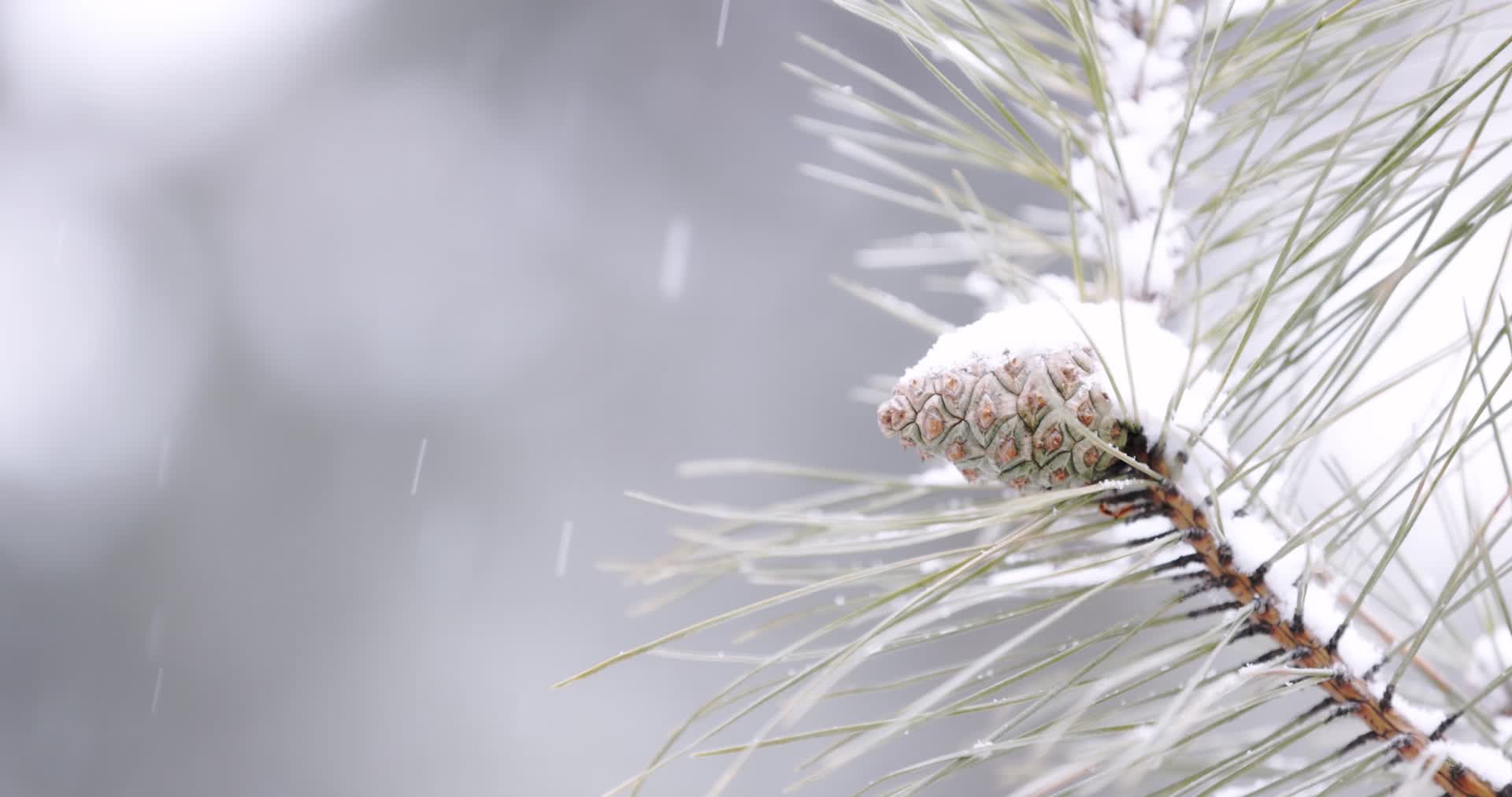冬天大雪中的松塔特写横移镜头视频的预览图