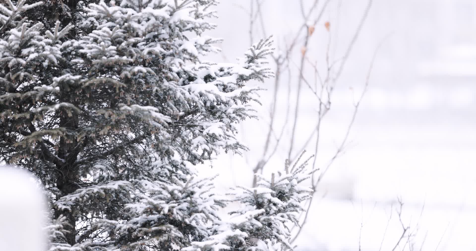冬天大雪中的松树特写镜头视频的预览图